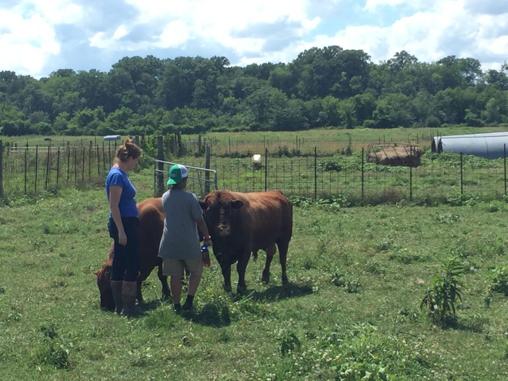 Students caring for Cattle