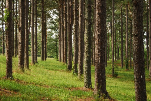 Rows of trees