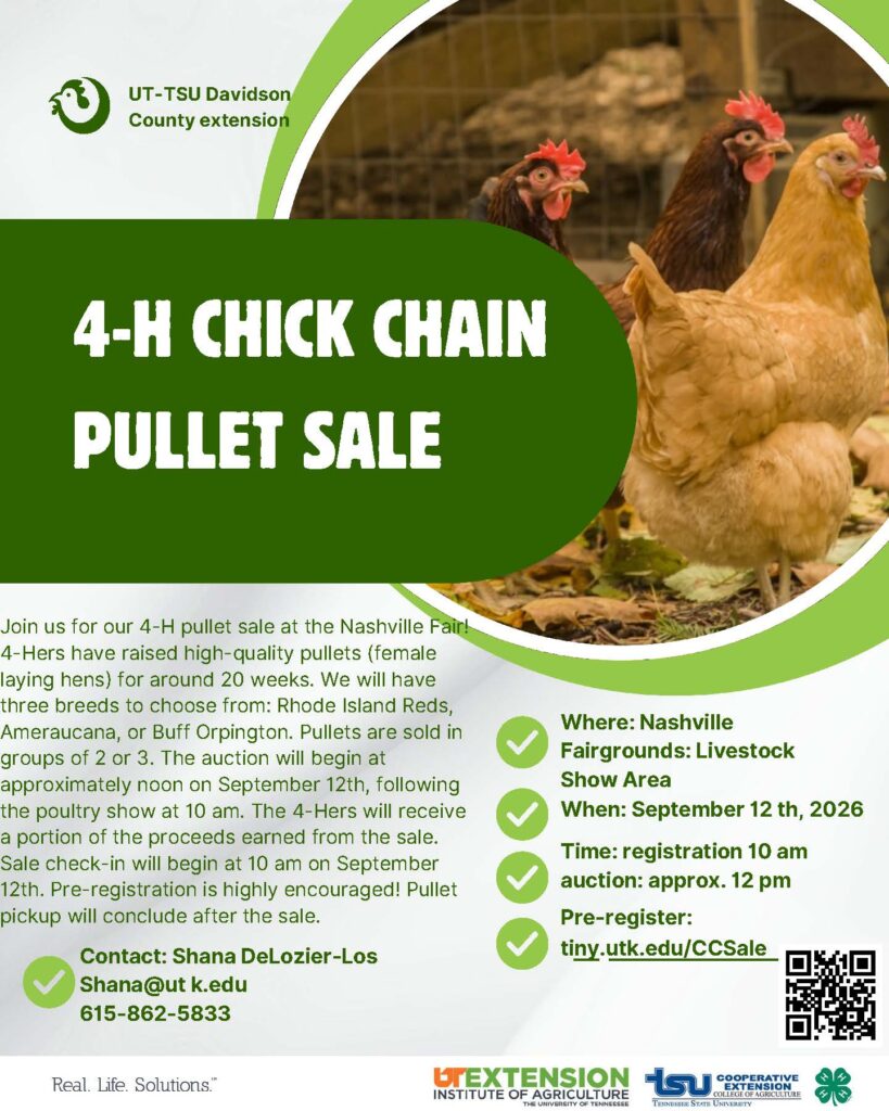 Chick Chain Flyer